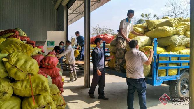 盈江土豆行情動(dòng)態(tài)，種植希望，收獲自信與成就