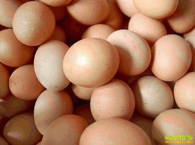 肇東雞蛋價(jià)格最新動(dòng)態(tài)，跟隨自然腳步，重拾內心寧靜與平和的探索之旅