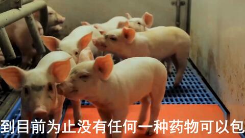 最新母豬保健方案揭秘，提升母豬健康與生產(chǎn)效率的秘訣