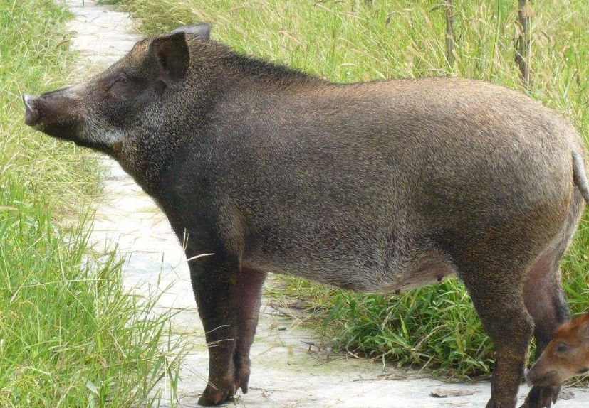 四不像特馬圖今晚必出,穩(wěn)固計劃實施_BUH23.839家庭版