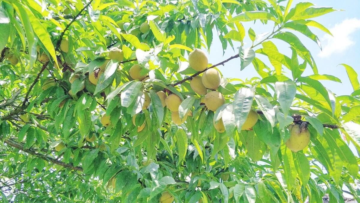 簡暗最新小說揭秘科技新品，智能生活體驗(yàn)新紀(jì)元