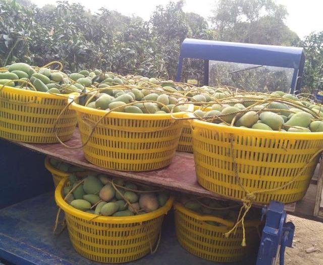 最新芒果品種揭秘，熱帶風(fēng)味的獨特魅力探索