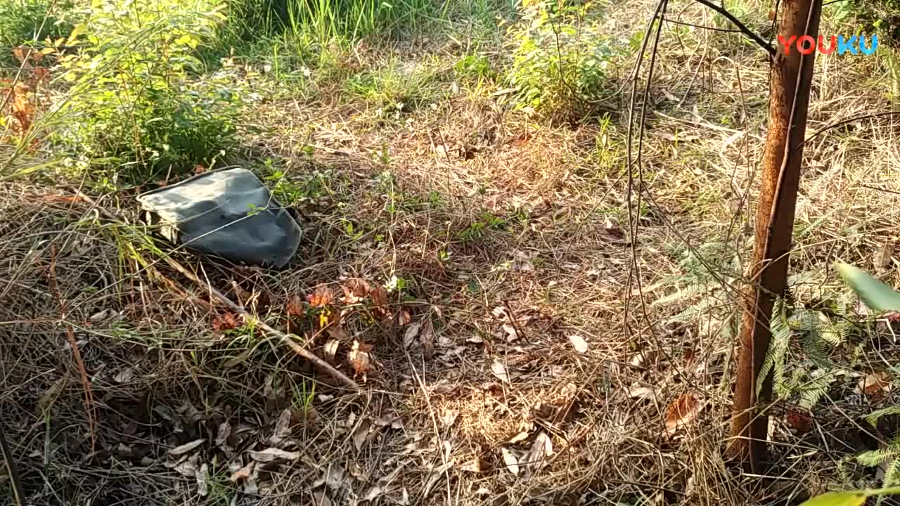 鷓鴣中套最新視頻，領(lǐng)略傳統藝術(shù)魅力的震撼登場(chǎng)！