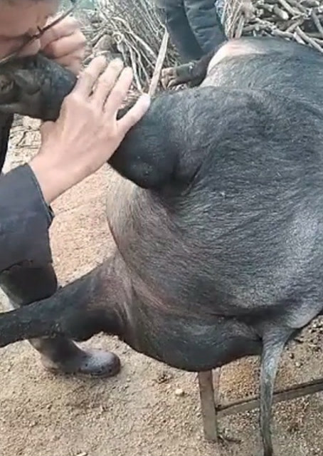 豬圈中的歡樂(lè )時(shí)刻，最新吹豬視頻集錦