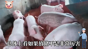 最新閹豬技巧步驟指南，專業(yè)方法與實(shí)用操作指南