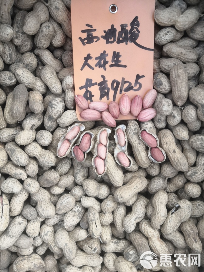 最新花生品種，小巷中的隱秘寶藏發(fā)現