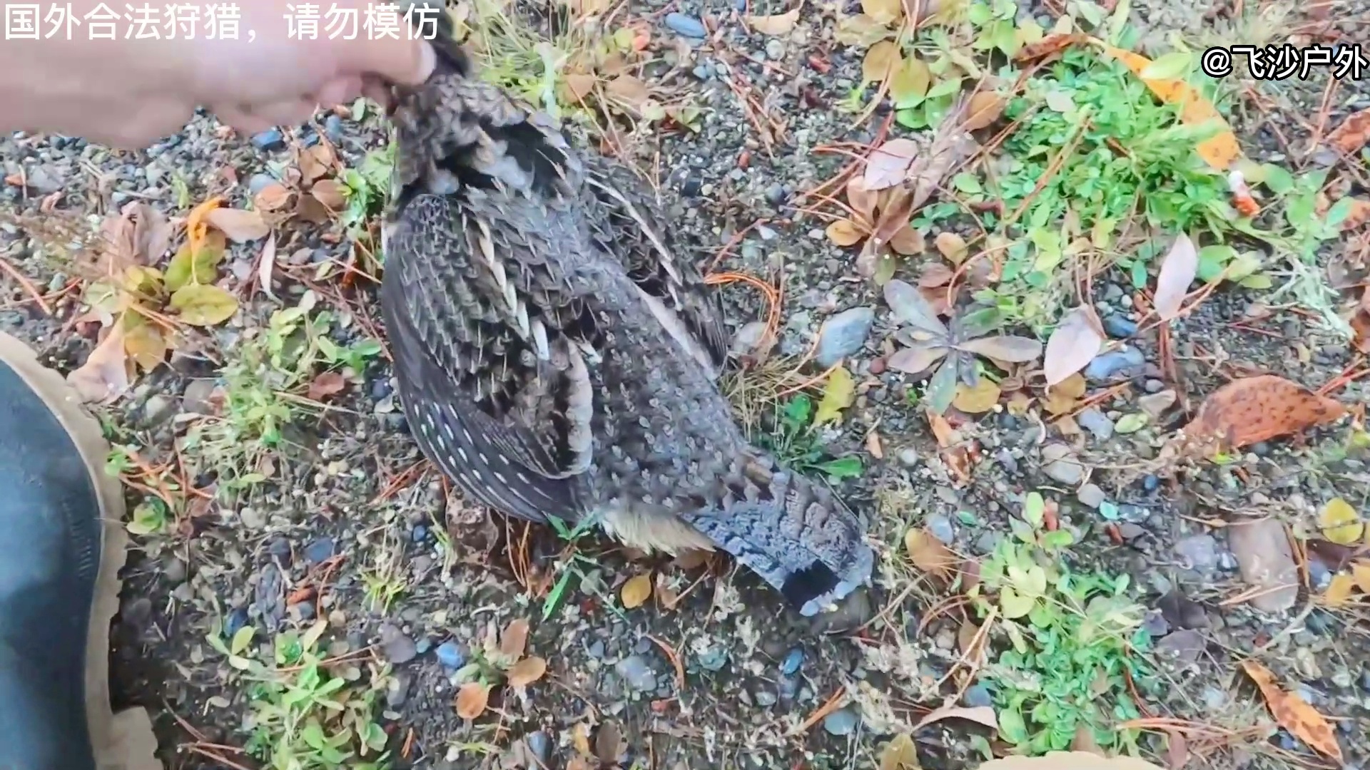 最新國外彈弓圖片集錦，自然美景的探索之旅