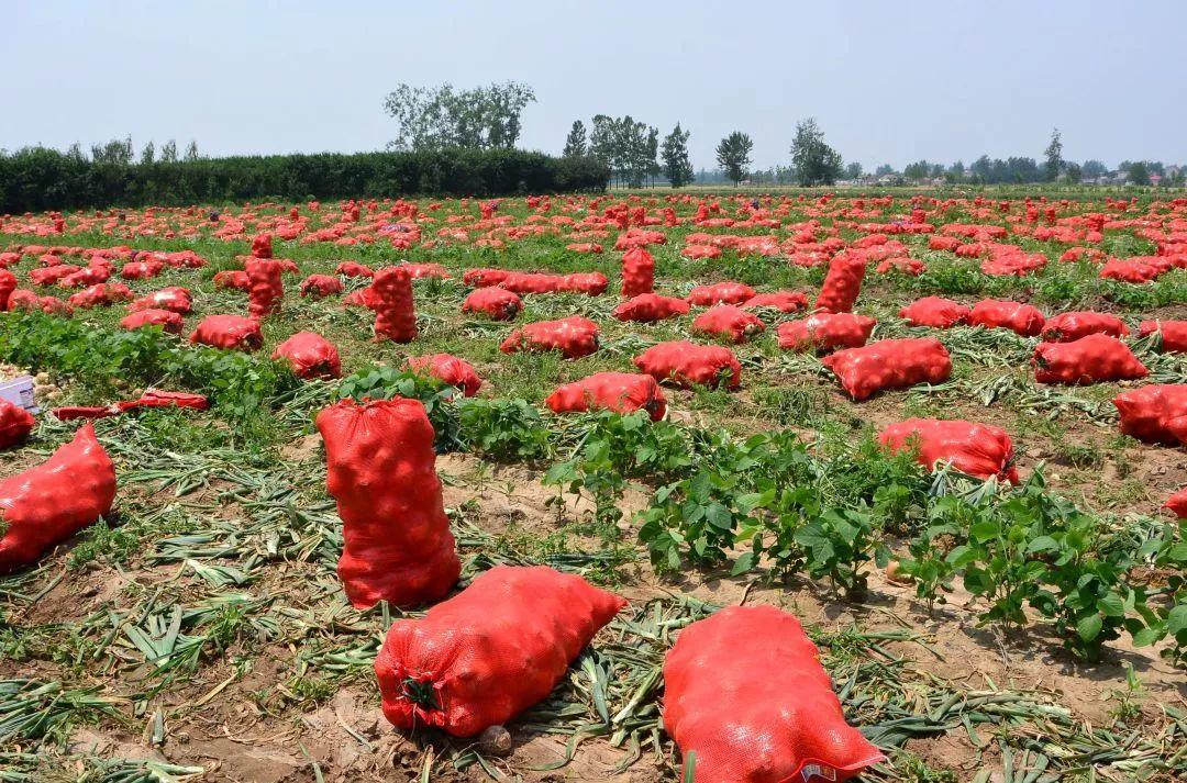 金鄉洋蔥出庫最新價(jià)格，獲取與了解的步驟指南