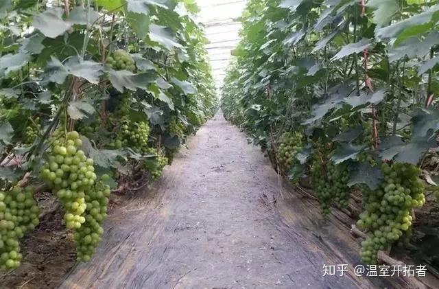 探索自然美景之旅，最新葡萄大棚種植模式揭秘