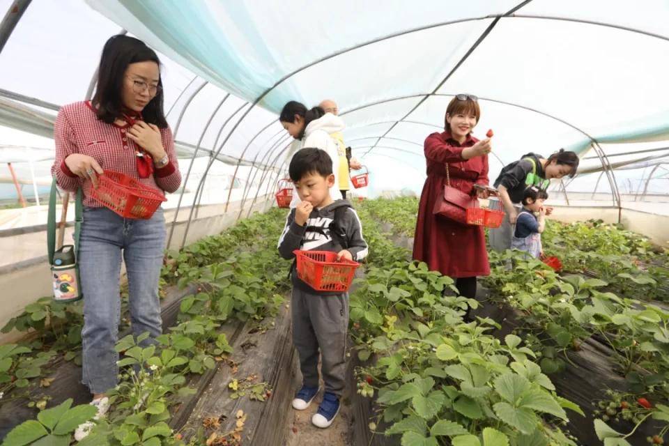 灃西新城馬王發(fā)展雙刃劍效應，最新消息與影響分析