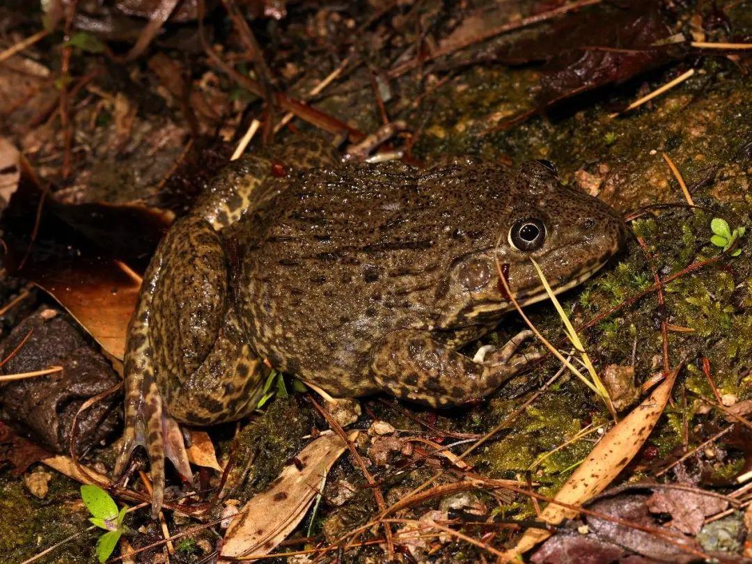 兩棲蛙蛙下載最新版，溫馨的蛙蛙奇遇之旅