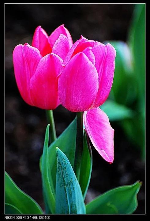 最新郁金香，小巷深處的芬芳馥郁之美