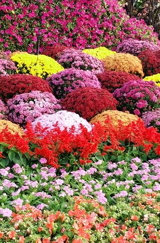 最新鮮花美景之旅，尋找內心平靜的旅程