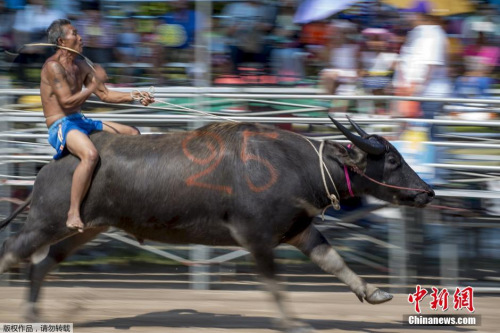 騎水牛比賽，傳統競技的魅力與爭議展現