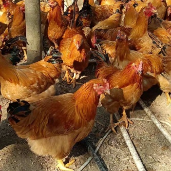 閹雞最新行情，巷弄深處的風(fēng)味秘境探索