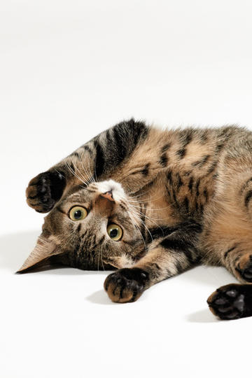 貓咪趣味網(wǎng)頁(yè)制作指南與探索