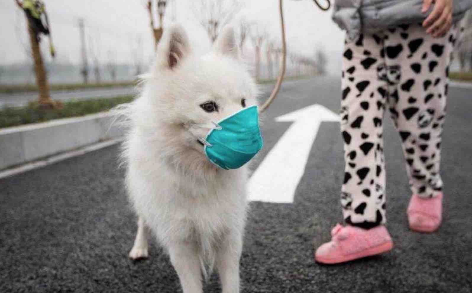 最新疫情下的養狗入門(mén)指南與技能學(xué)習