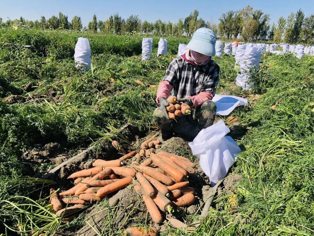 胡蘿卜最新市場(chǎng)價(jià)格概覽，最新市場(chǎng)價(jià)格指南