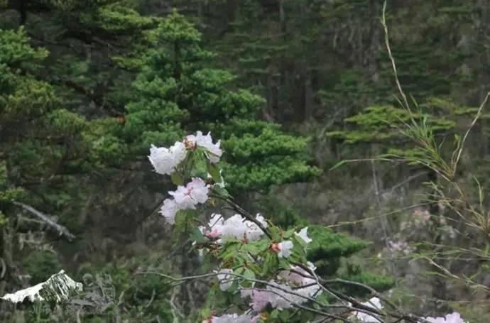 雨崩最新美景圖，探索與欣賞的詳細步驟指南，美不勝收！