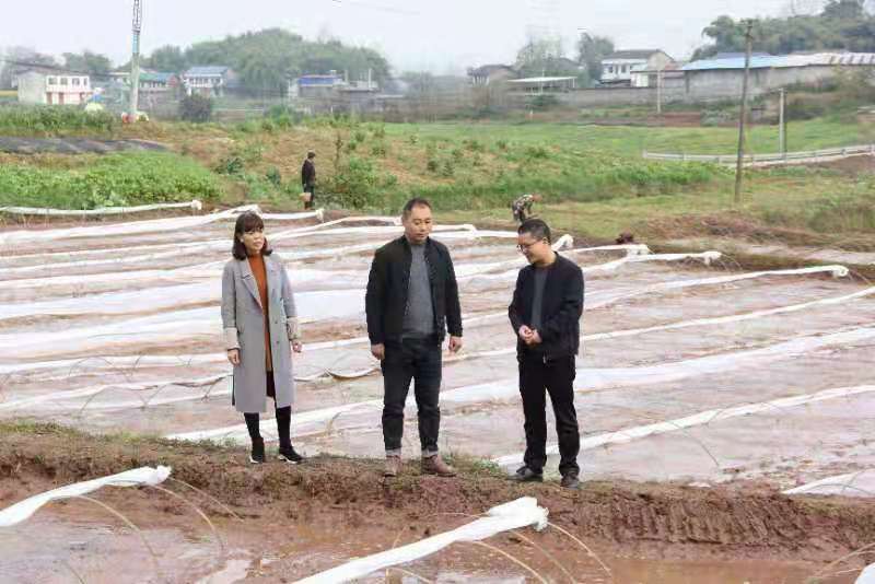 合川土場(chǎng)最新動(dòng)態(tài)更新，今日最新資訊速遞