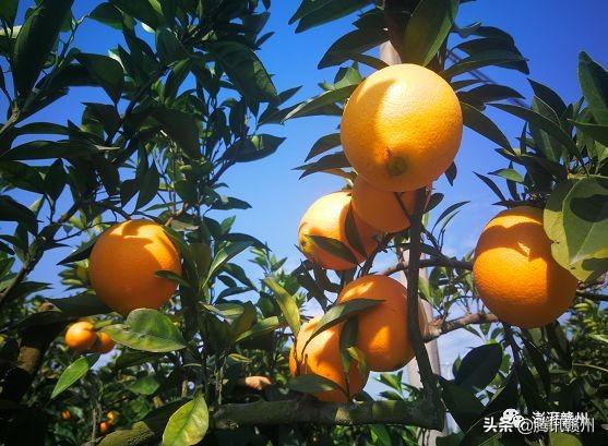 贛州上市公司，閃耀未來(lái)，共創(chuàng  )繁榮時(shí)代！