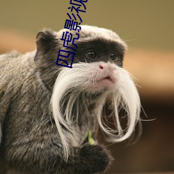 四虎影最新在線(xiàn)觀(guān)看，熱門(mén)影視的全新體驗