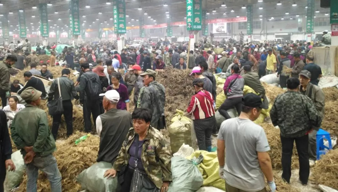 萬(wàn)良人參市場(chǎng)最新動(dòng)態(tài)揭秘，日常奇遇與溫情紐帶