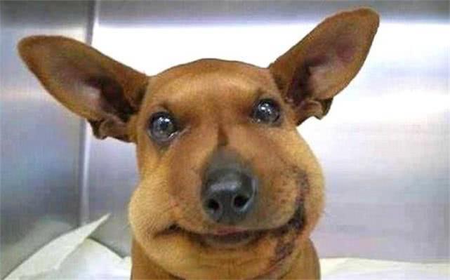 最新毒蜂，逆風(fēng)翱翔，學(xué)習鑄就自信與成就之巔