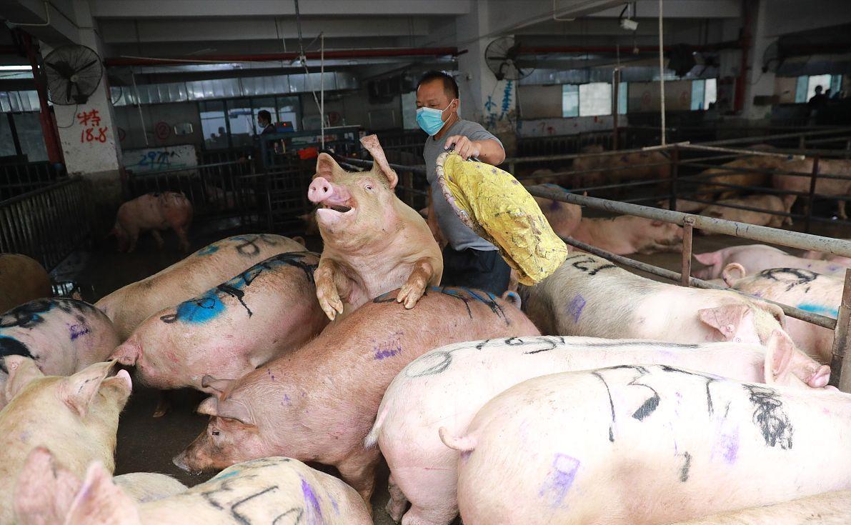 科技引領(lǐng)未來(lái)，最新小麥價(jià)格行情實(shí)時(shí)查詢(xún)動(dòng)態(tài)掌握