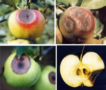 最新炭疽病治療藥物，變化、學(xué)習與信心的力量探索