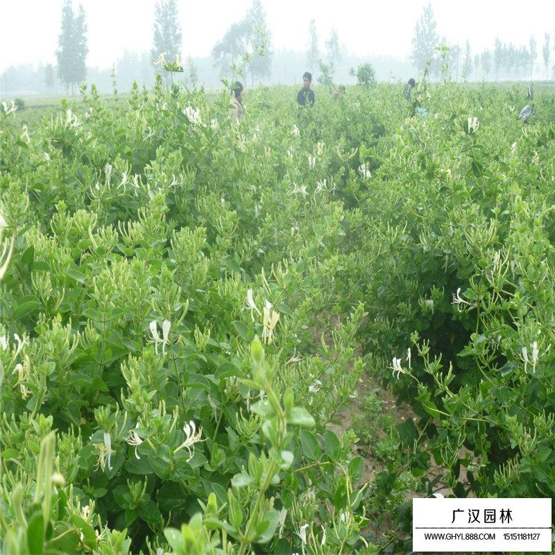 金銀花最新行情與機遇，價(jià)格變動(dòng)中的自信與成就感之源