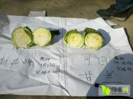 甘藍最新收購價(jià)格及獲取步驟指南