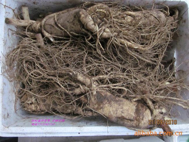 人參最新價(jià)格及市場(chǎng)走勢、品質(zhì)鑒別全解析