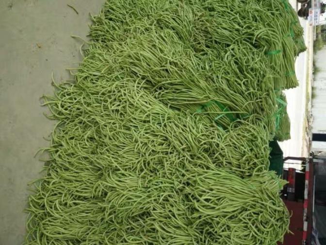 合浦豆角最新價(jià)格指南，獲取與比較豆角價(jià)格的方法及最新價(jià)格更新通知