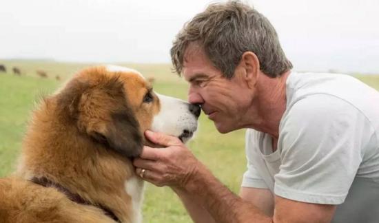 最新關(guān)于狗的電影，深度探討與觀(guān)點(diǎn)闡述