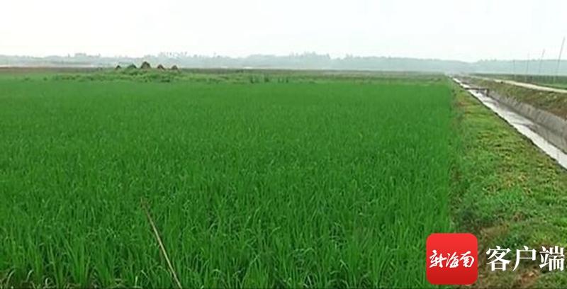 澄邁最新動(dòng)態(tài)，自然美景探索之旅，尋覓內心平和與寧靜的旅程