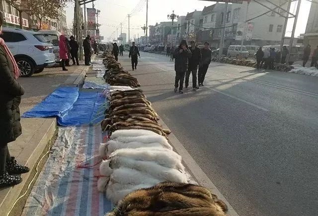 尚村貉子皮最新價(jià)格行情報告