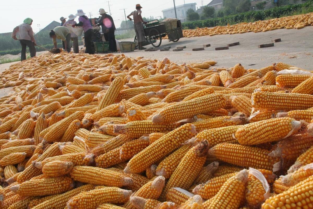 開(kāi)封玉米最新行情與巷弄深處的玉米香揭秘