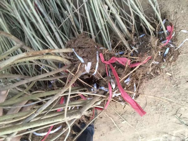 連翅最新價(jià)格深度解析，歷史背景、重要事件與地位探討