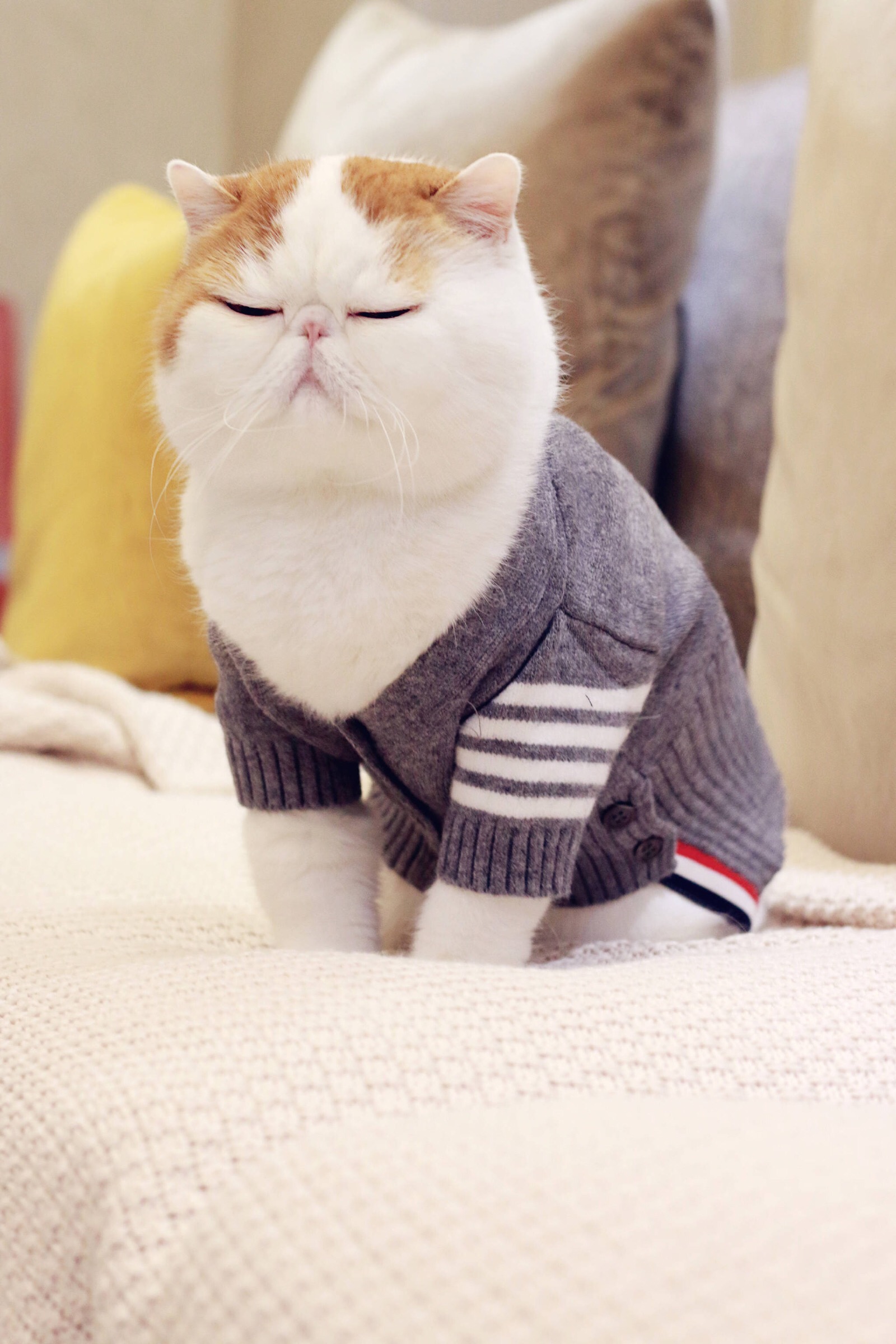 小胖Snoopy最新萌照，瞬間融化人心！