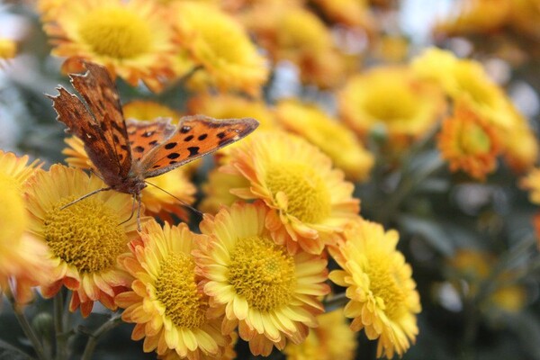 番茄最新作品，用學(xué)習之鑰，開(kāi)啟自信與成就的大門(mén)