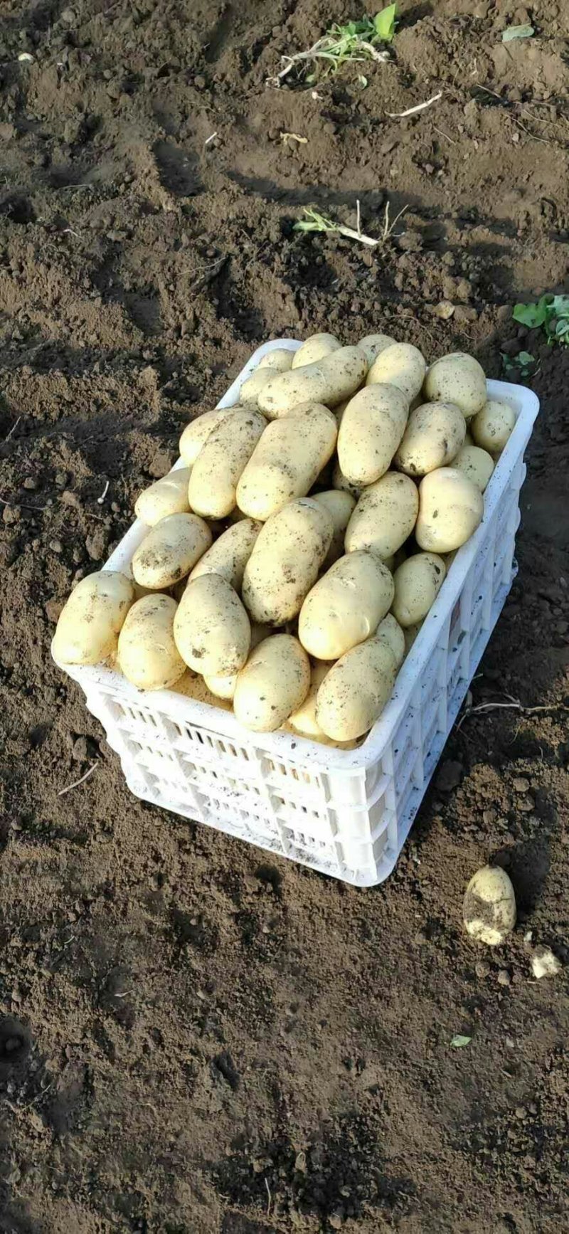 萊西土豆最新價(jià)格動(dòng)態(tài)，變化中的價(jià)值與學(xué)習中的力量