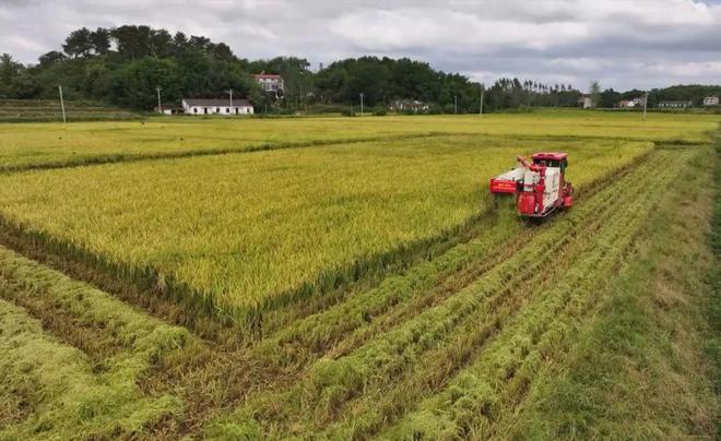 最新直播稻技術(shù)揭秘，小巷深處的稻田直播秘境探索
