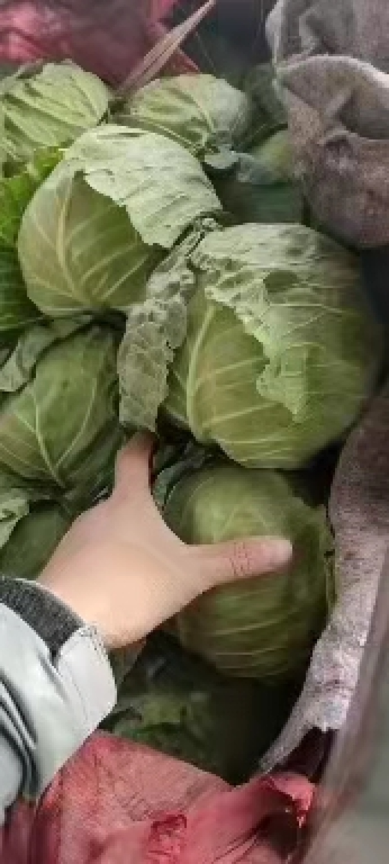 永年甘藍最新價(jià)格及市場(chǎng)走勢、種植要點(diǎn)與購買(mǎi)指南全解析