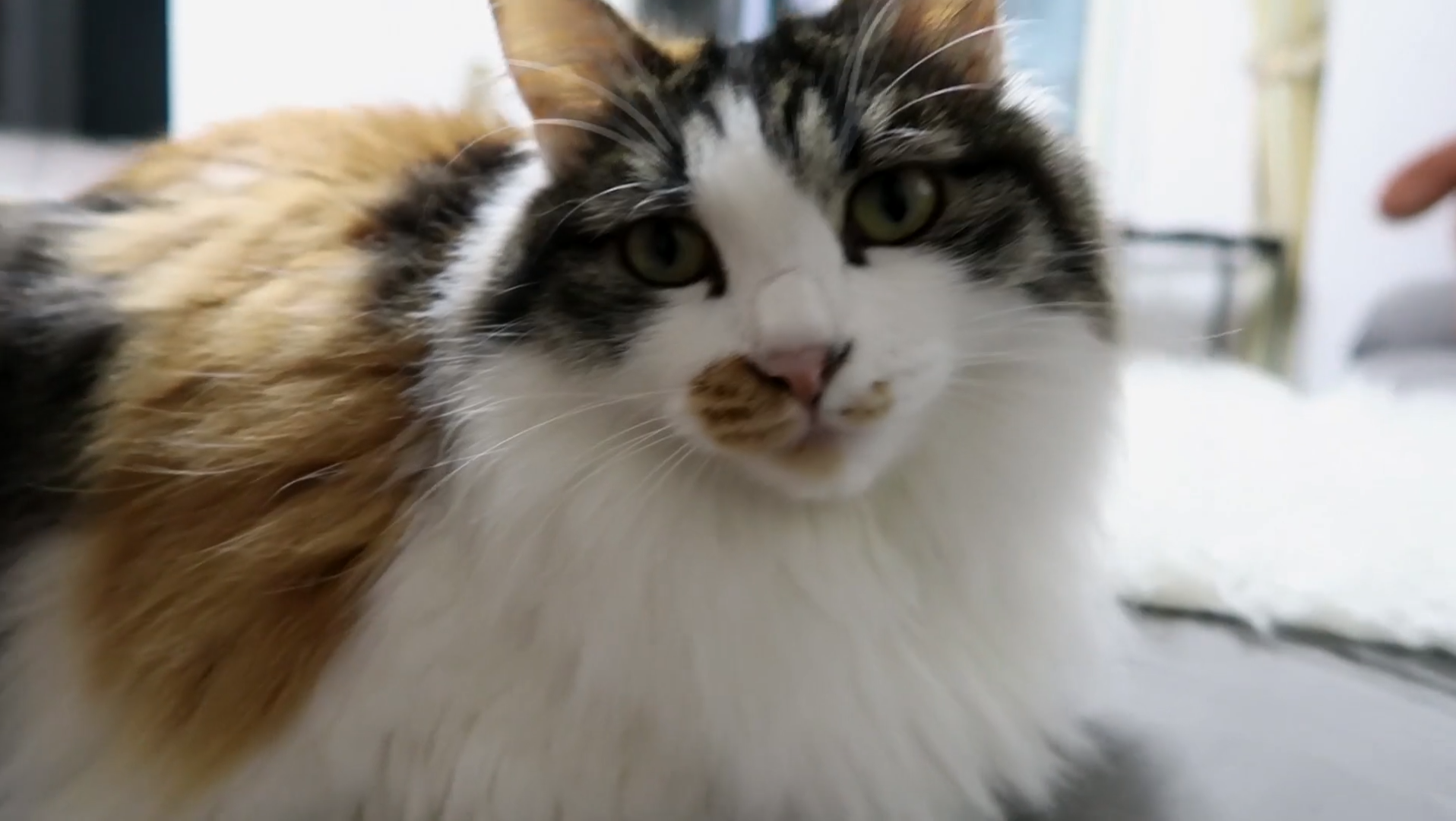 Maomi最新域名網(wǎng)站，時(shí)尚潮流的前沿引領(lǐng)者