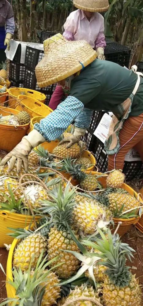 徐聞菠蘿最新價(jià)格及市場(chǎng)走勢分析，多方觀(guān)點(diǎn)解讀市場(chǎng)動(dòng)態(tài)