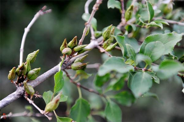 連翹最新價(jià)格走勢，機遇中的自信力量與自我成長(cháng)展望