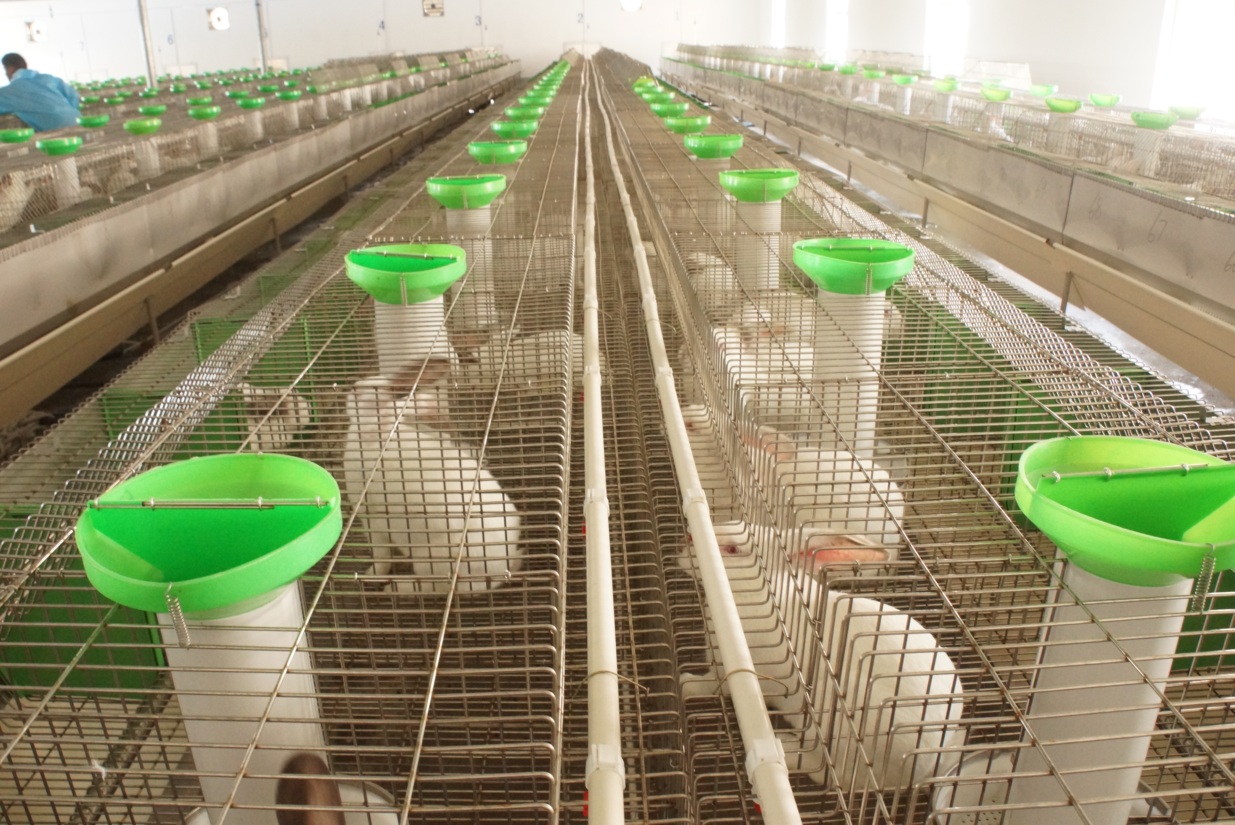 革新養兔行業(yè)的力量之源，最新養兔設備介紹與展示