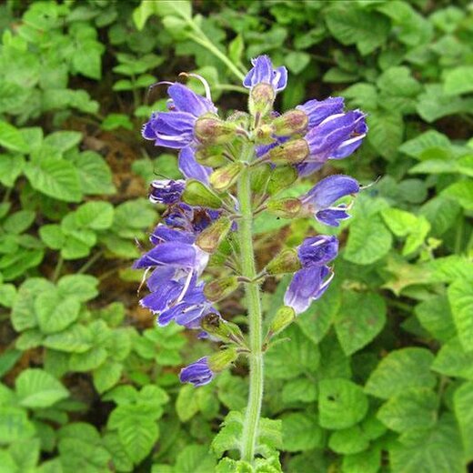 亳州丹參最新價(jià)格，市場(chǎng)走勢及選購指南全解析