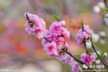 科技巔峰之作桃花開(kāi)啟未來(lái)生活新紀元，最新章節預覽